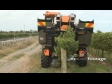Grape Harvester 1 1229